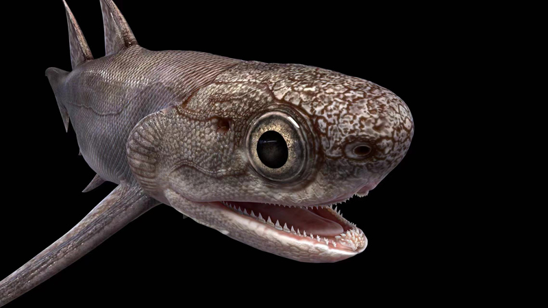 3  双列黔齿鱼（Qianodus duplicis）三维复原。拟石科技制作s.jpg