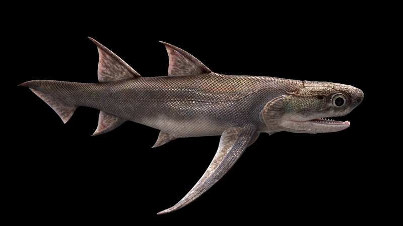 2  双列黔齿鱼（Qianodus duplicis）三维复原。拟石科技制作s.png